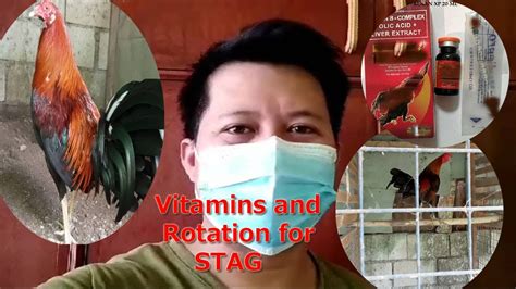 condition vitamins sa manok panabong|Vitamins para sa stag bago magpalong at proper exercises or.
